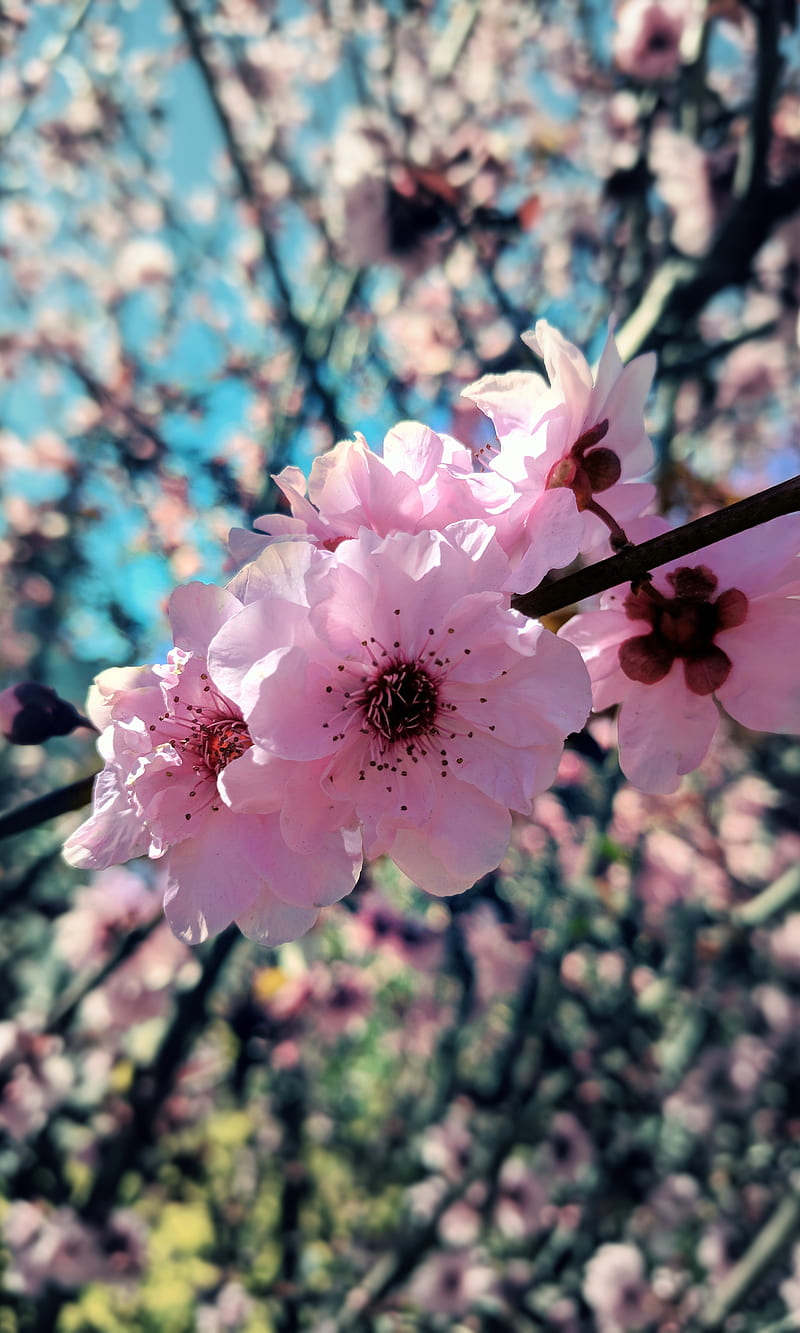 800x1333 Plum Blossom, flower, HD phone wallpaper