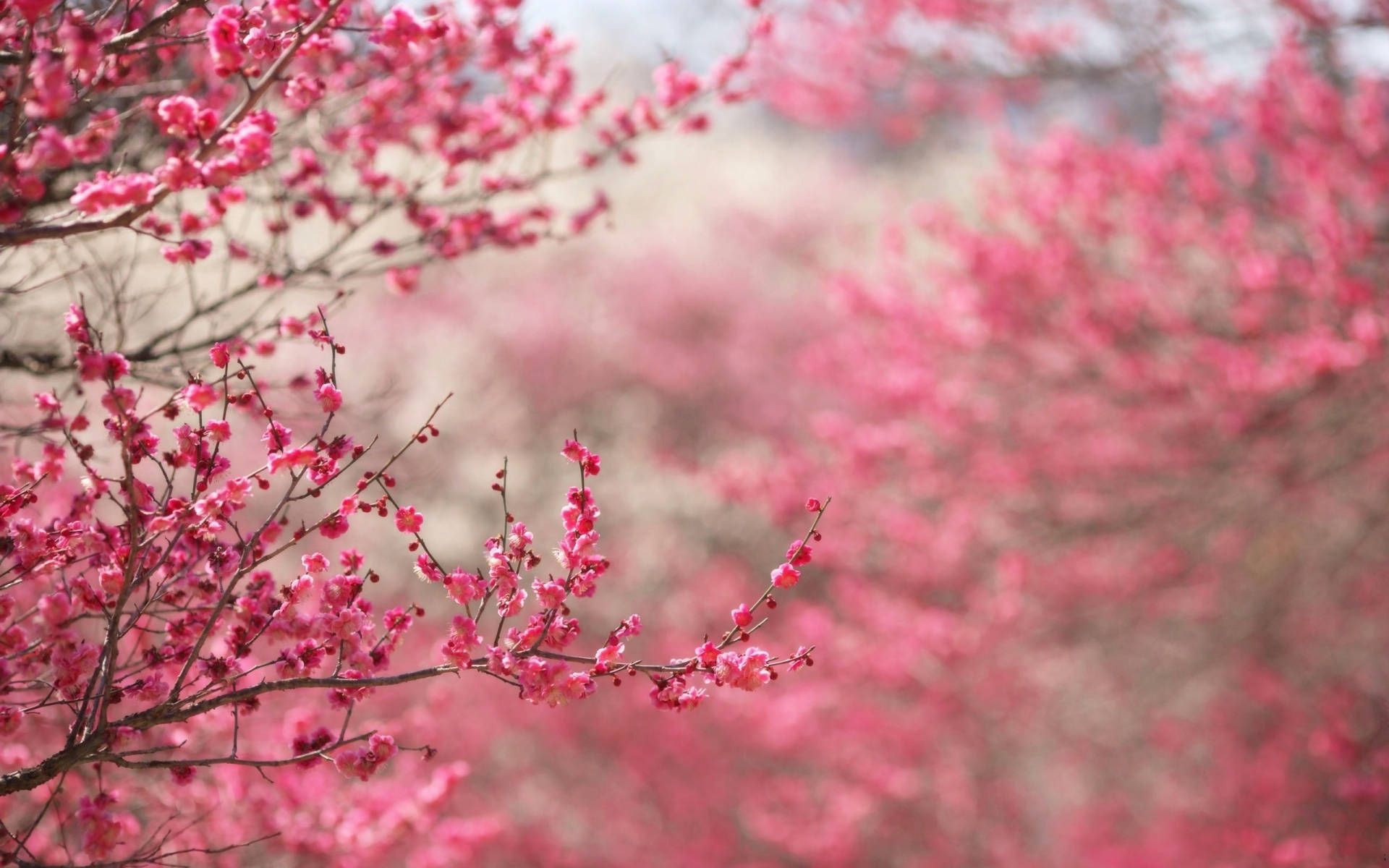 1920x1200 Download Plum Blossom Flower Desktop Wallpaper