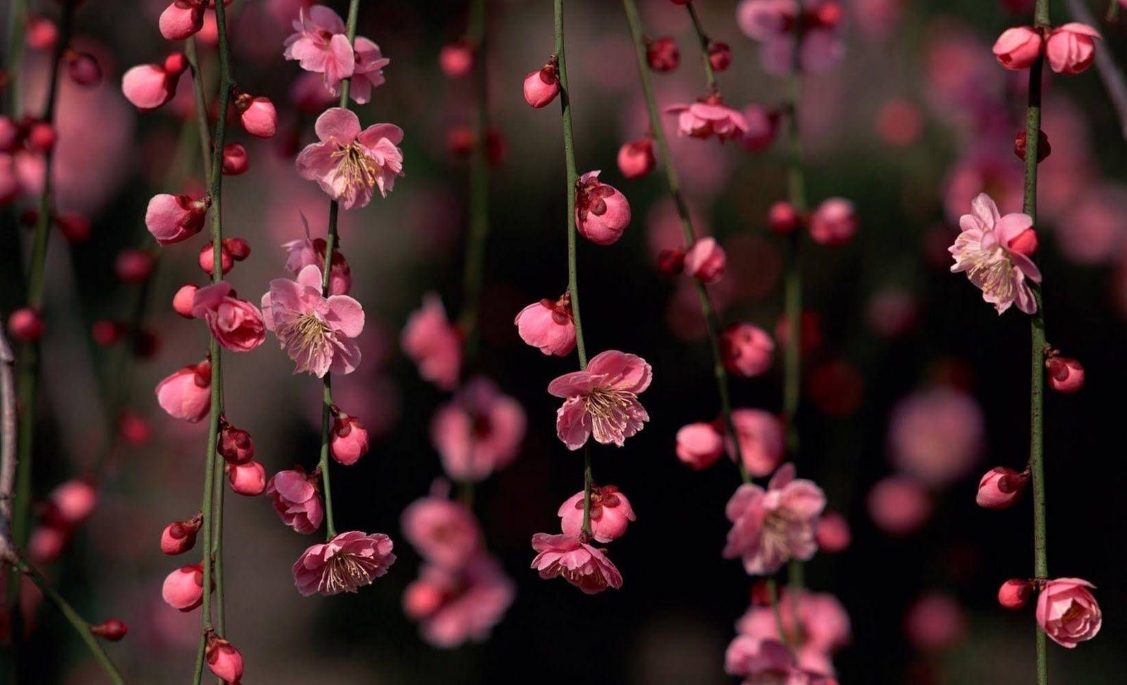 1646x1000 Download Pink Plum Blossom Flowers Wallpaper