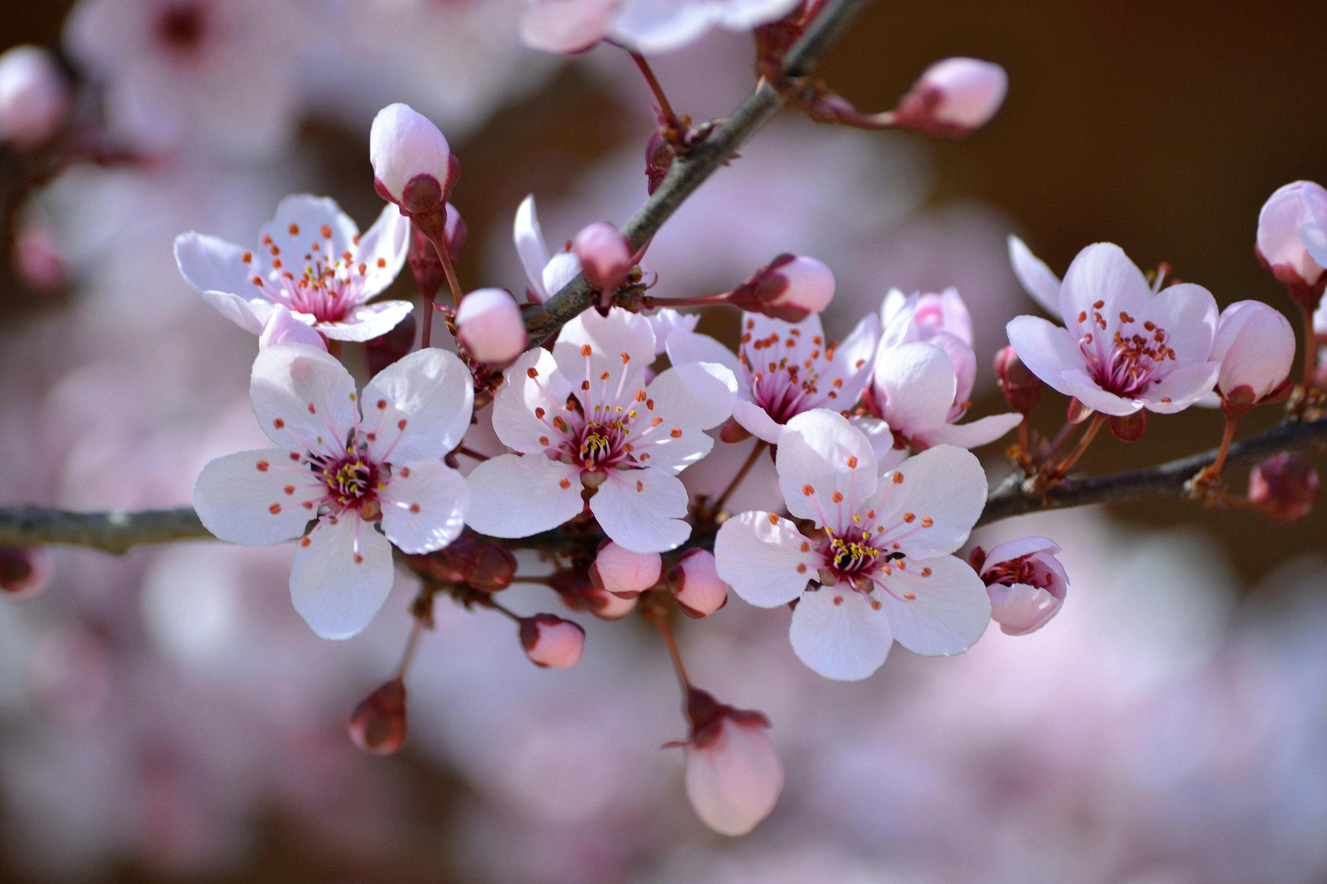 4608x3072 Plum Blossom Photo, Download The BEST Free Plum Blossom & HD Image