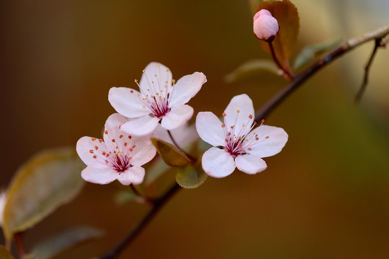 1280x853 Free Plum Blossoms & Blossom Image