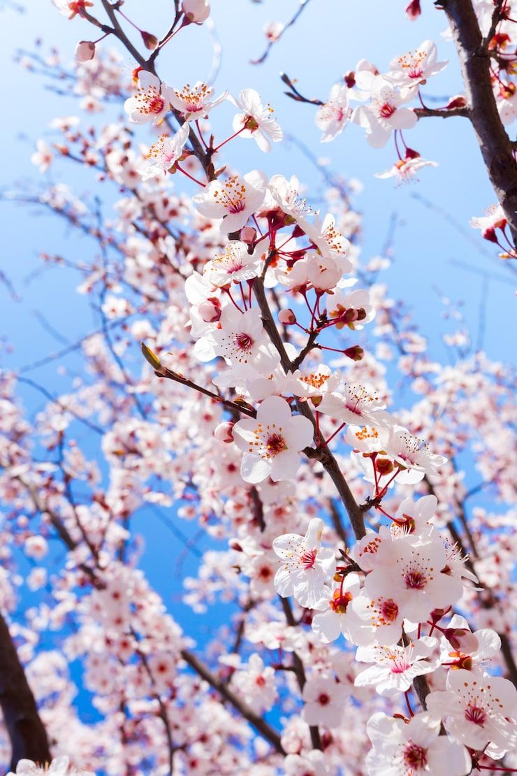 740x1110 Plum blossom japan Image
