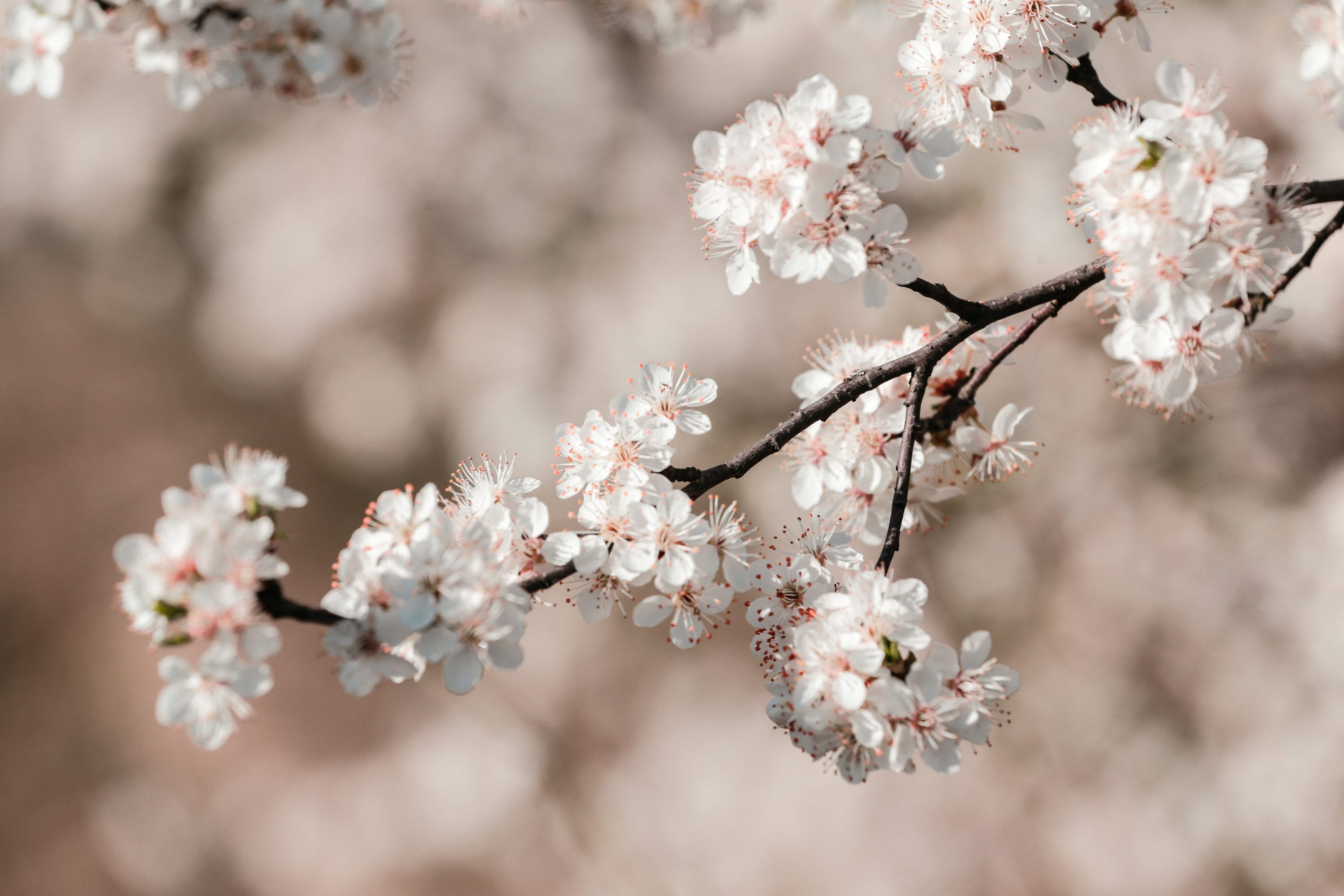 3000x2000 Plum Blossom Picture. Download Free Image