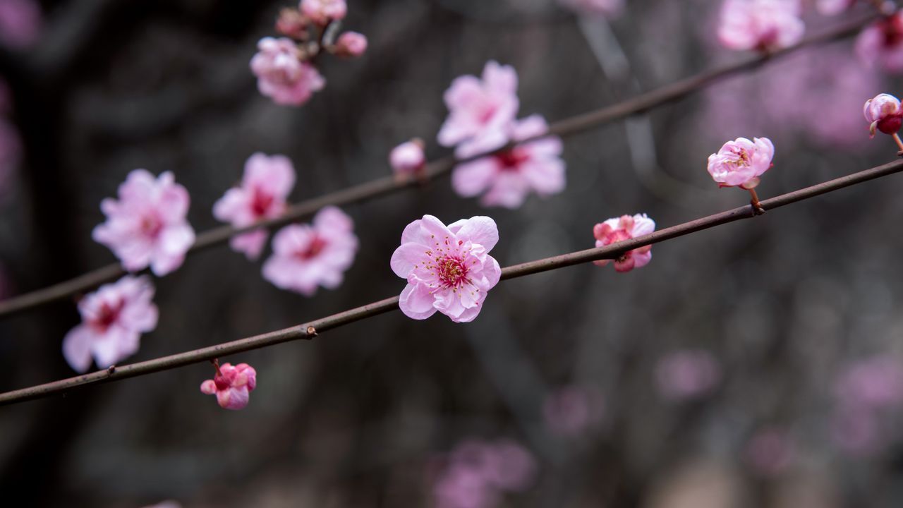 1280x720 Plum blossoms, China Gallery · Peapix