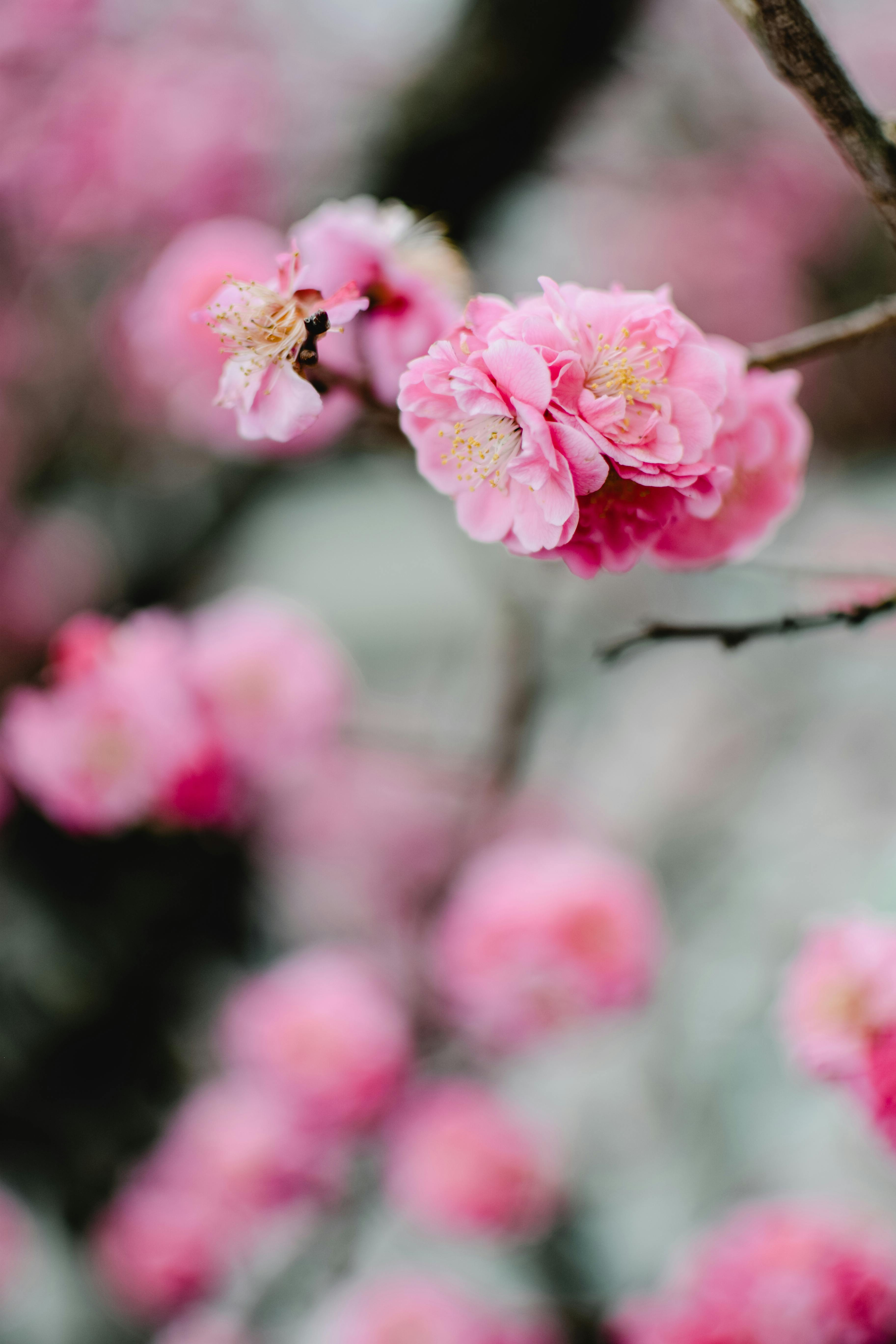 3650x5475 A Close Up Shot of Plum Blossoms · Free