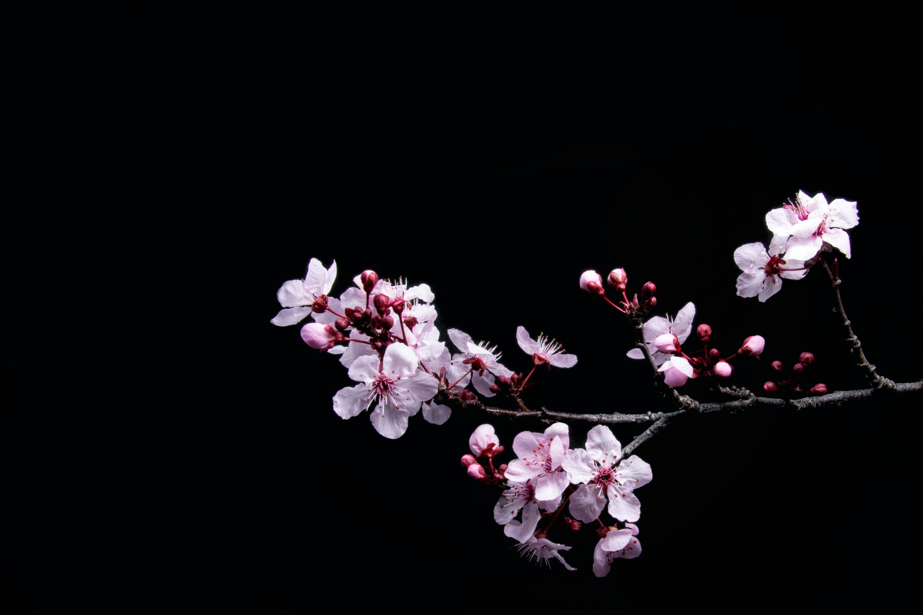 3000x2000 Plum Blossom Picture. Download Free Image