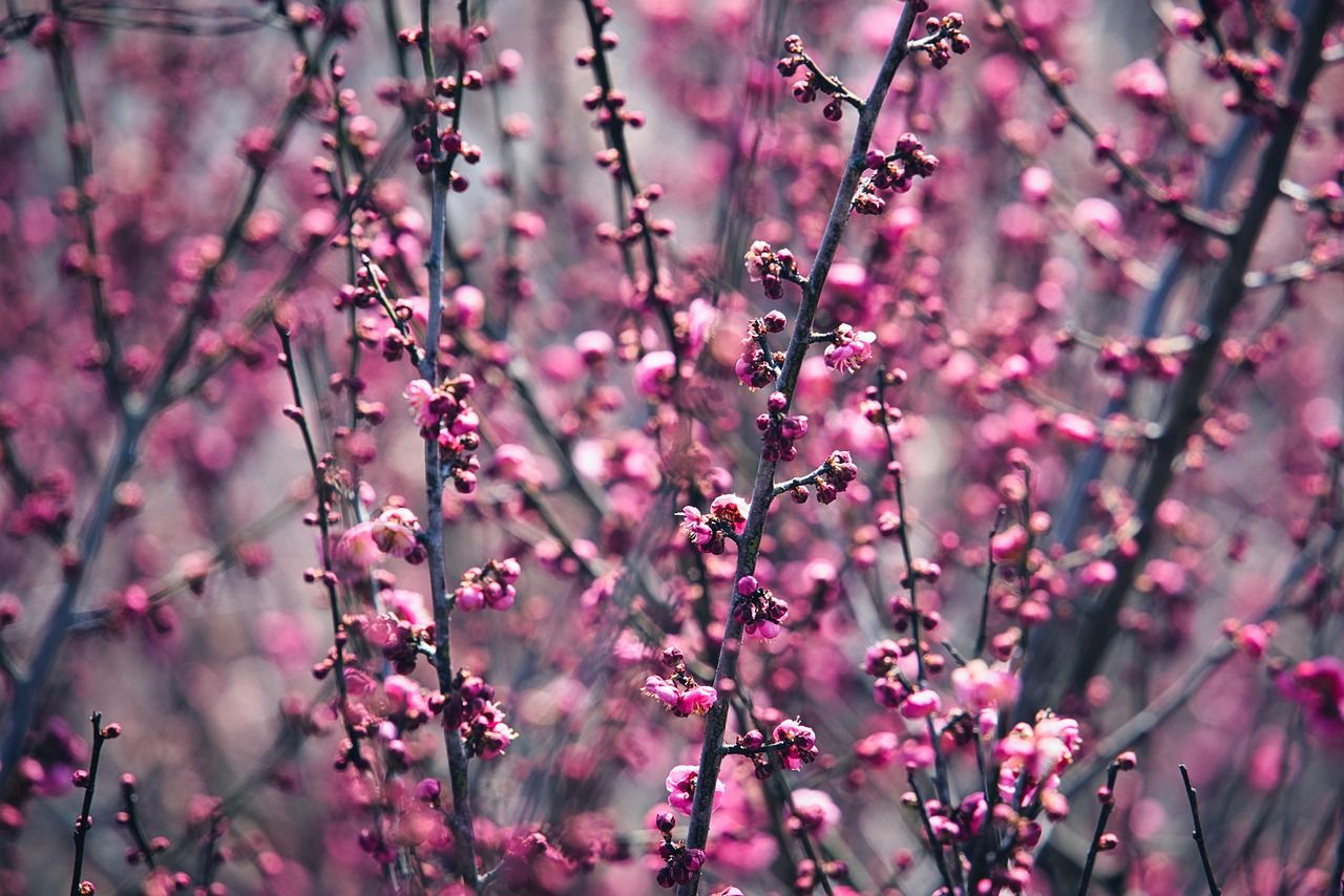 1280x854 Plum Blossoms Flowers Pink
