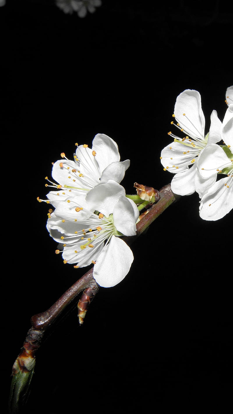 800x1418 HD flowering plum nature wallpaper
