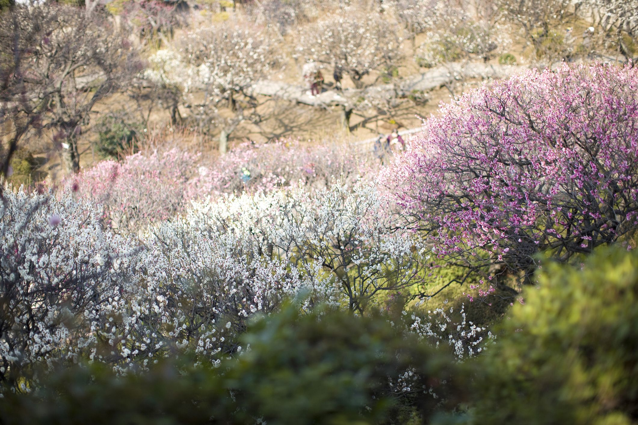 2121x1414 Plum Blossoms in Tokyo: 15 Best Places To See The Flowers