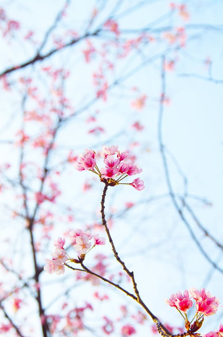 728x1099 Royalty Free Photo: Pink Flowers
