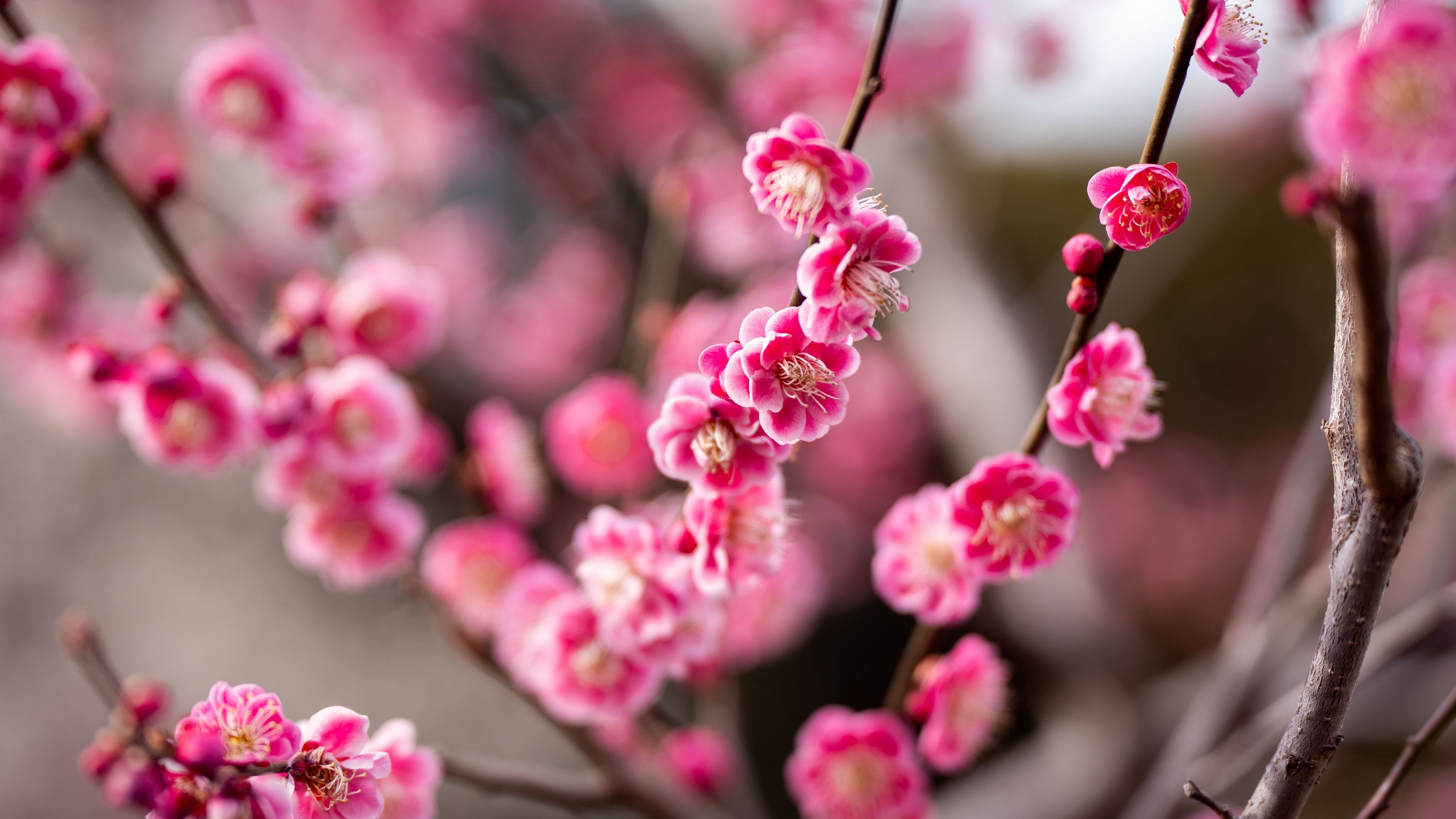 3840x2160 Pink Plum Flowers Tree Branch Spring Blur Bokeh Background 4K HD Flowers Wallpaper