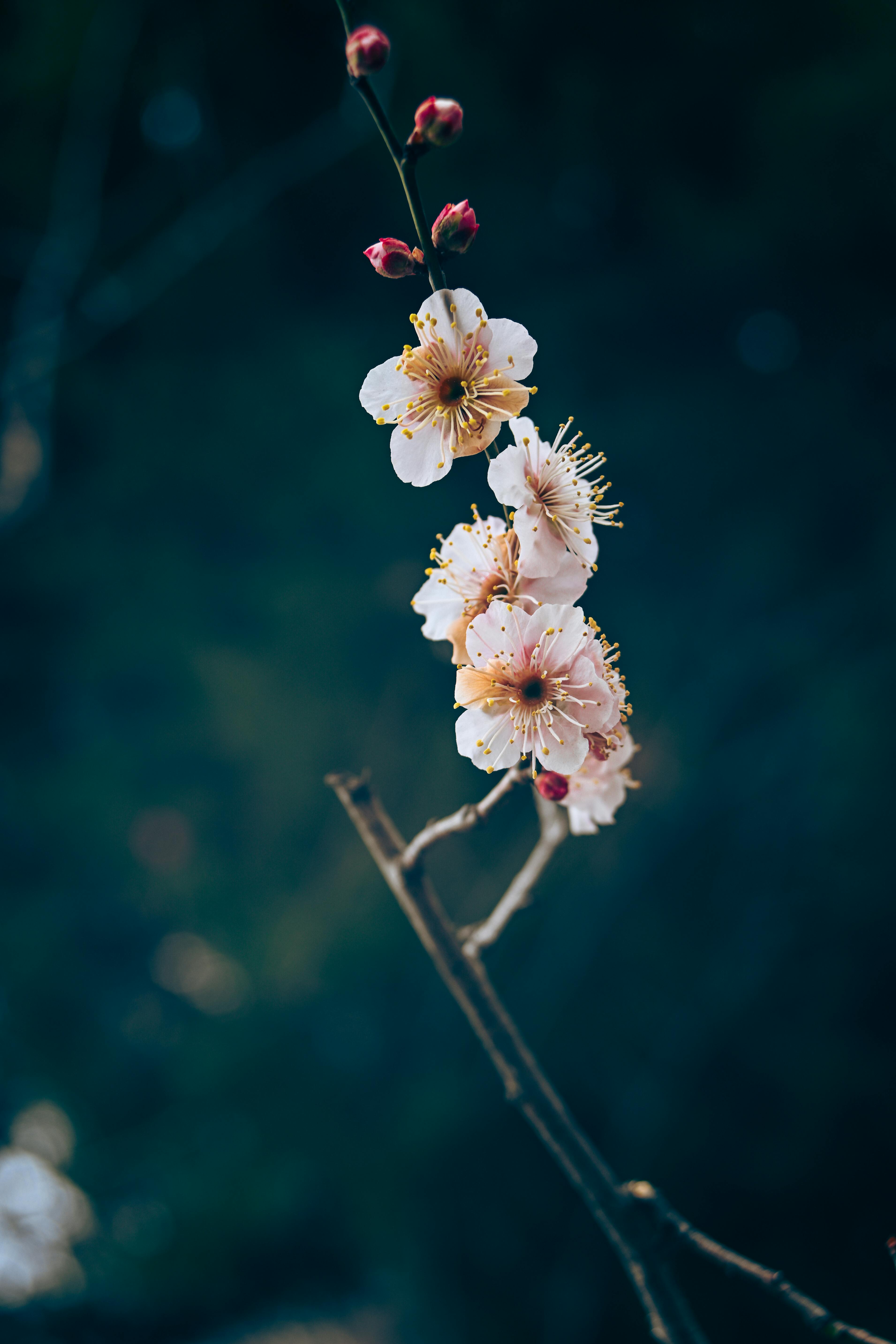 3821x5731 Delicate Plum Blossoms Against a Dark Background · Free