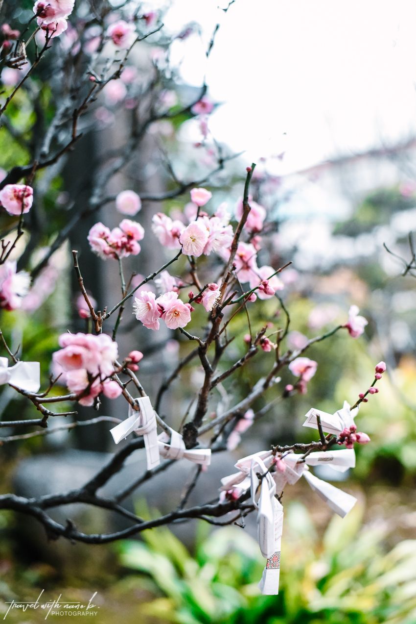 850x1273 Best Spots to View Plum Blossoms in Tokyo
