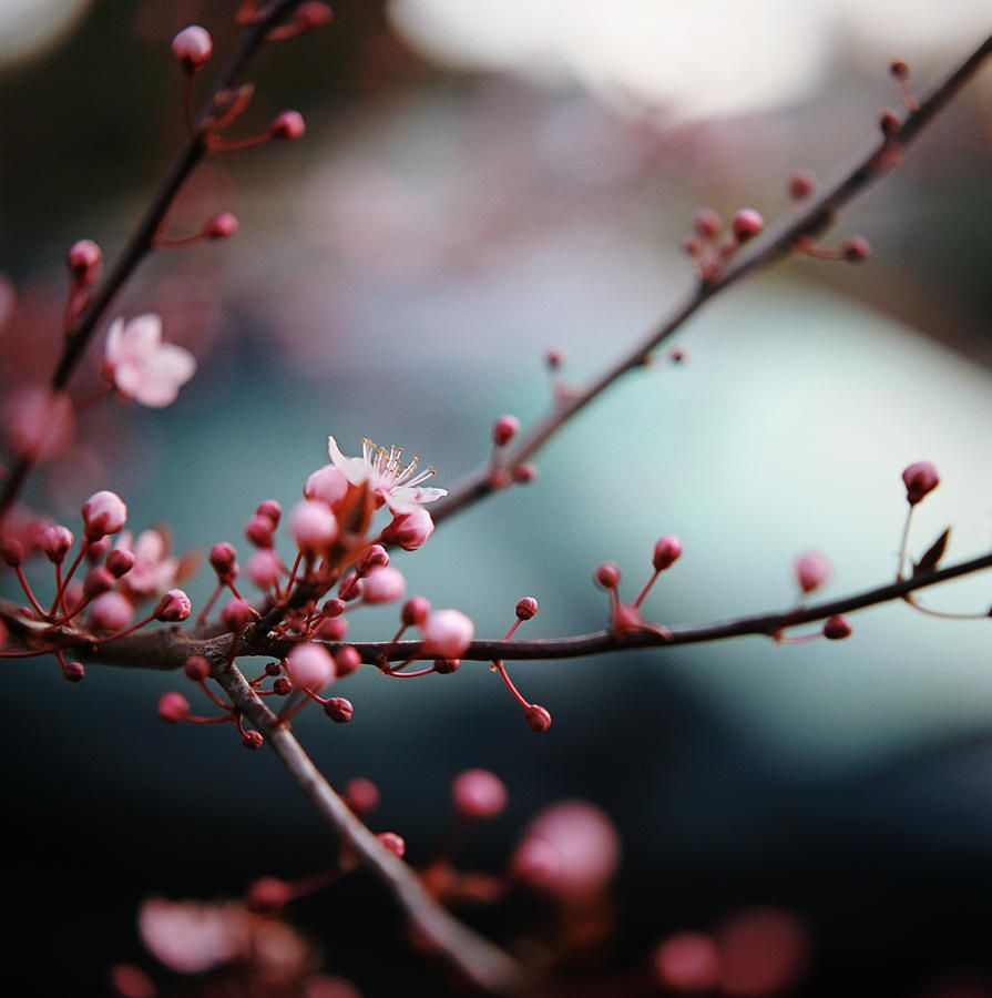 895x900 Close Up Of Plum Blossoms Photograph By Danielle D. Hughson