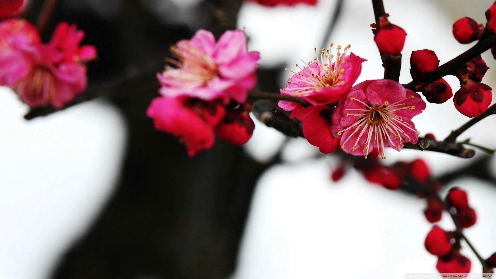 1920x1080 Plum Blossom Wallpaper