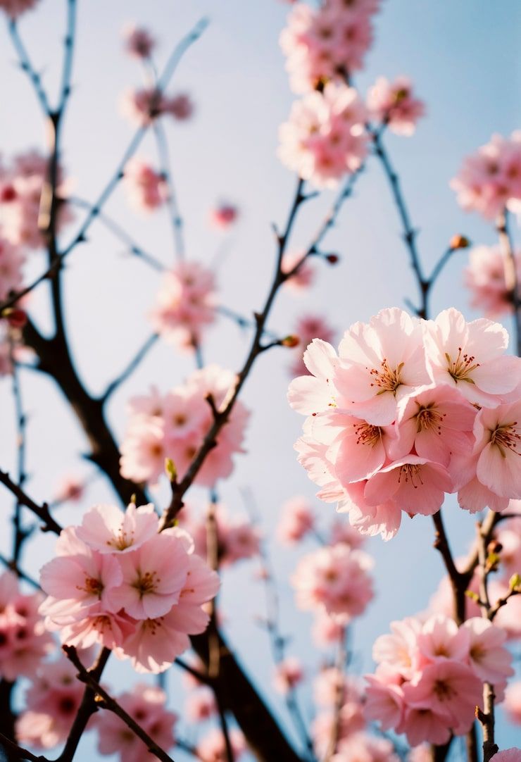 740x1082 Plum blossoms Image