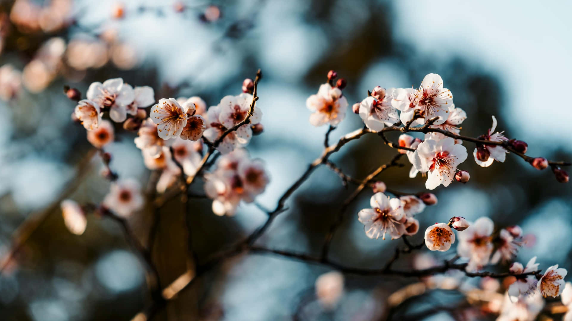 1920x1080 Plum Blossoms Wallpaper
