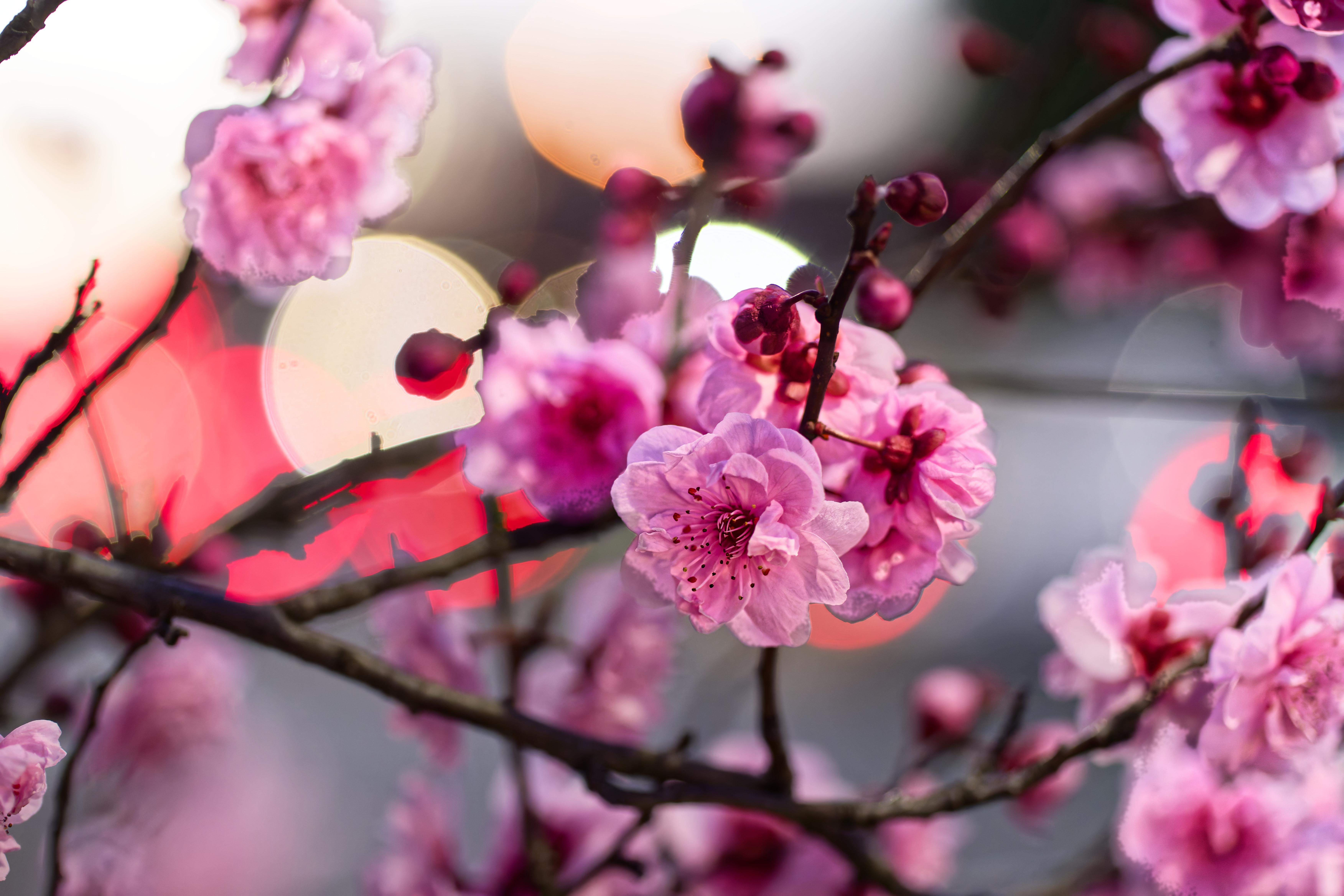 7008x4672 Plum blossoms along the Brooker