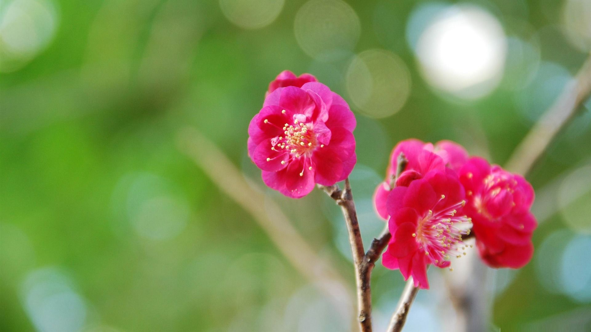 1920x1080 Red Plum Blossoms Beauty Spring Desktop Wallpaper