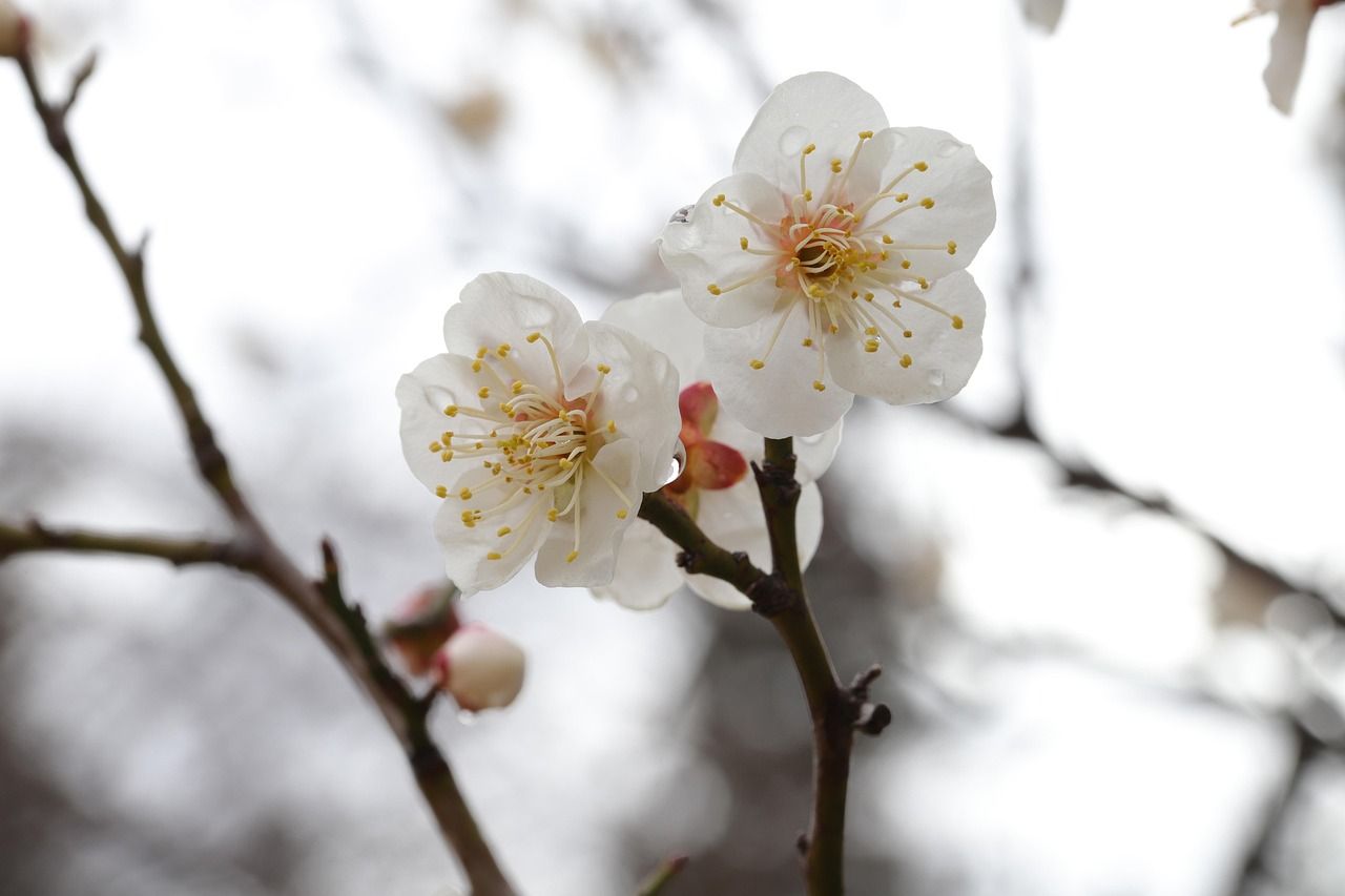 1280x853 Plum Blossoms Flowers Spring