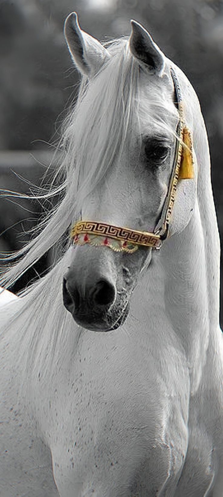 736x1635 Arabian Horse