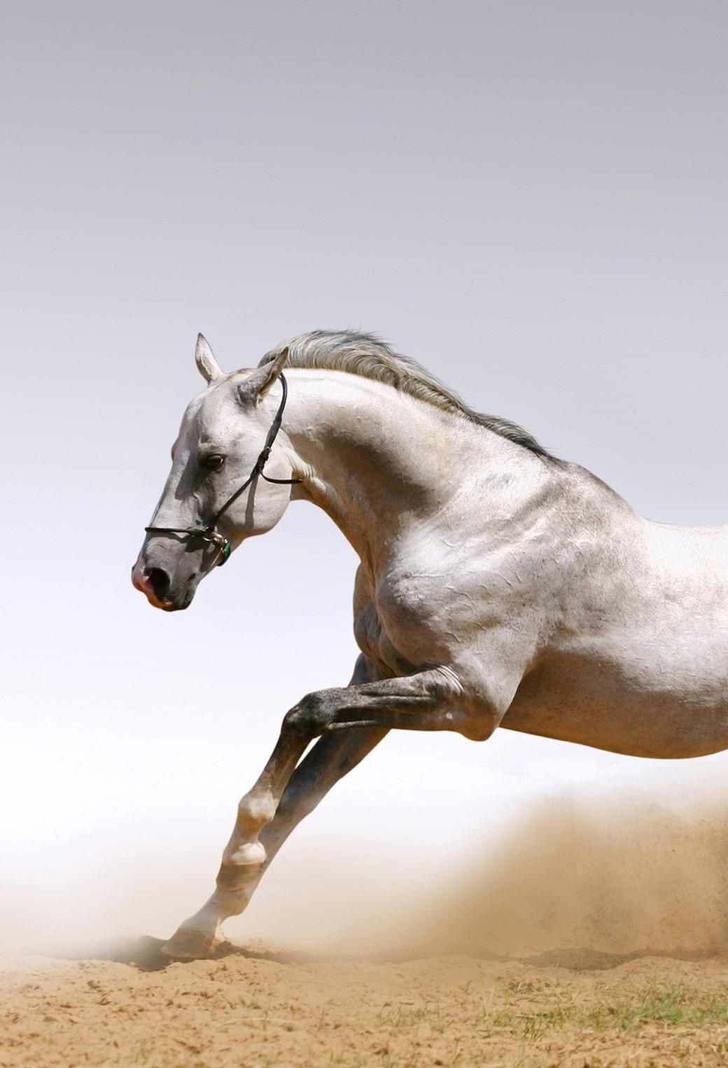 1040x1526 iPhone HD 4k Arabic Horse Desert Wallpaper