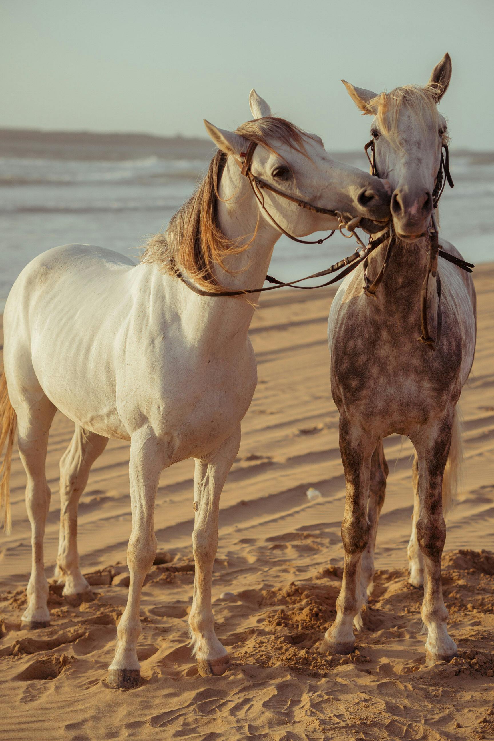 1728x2592 Arabian Horse Photo, Download The BEST Free Arabian Horse & HD Image