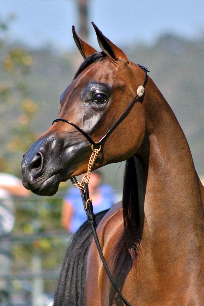 853x1280 Arabian Horse Equine