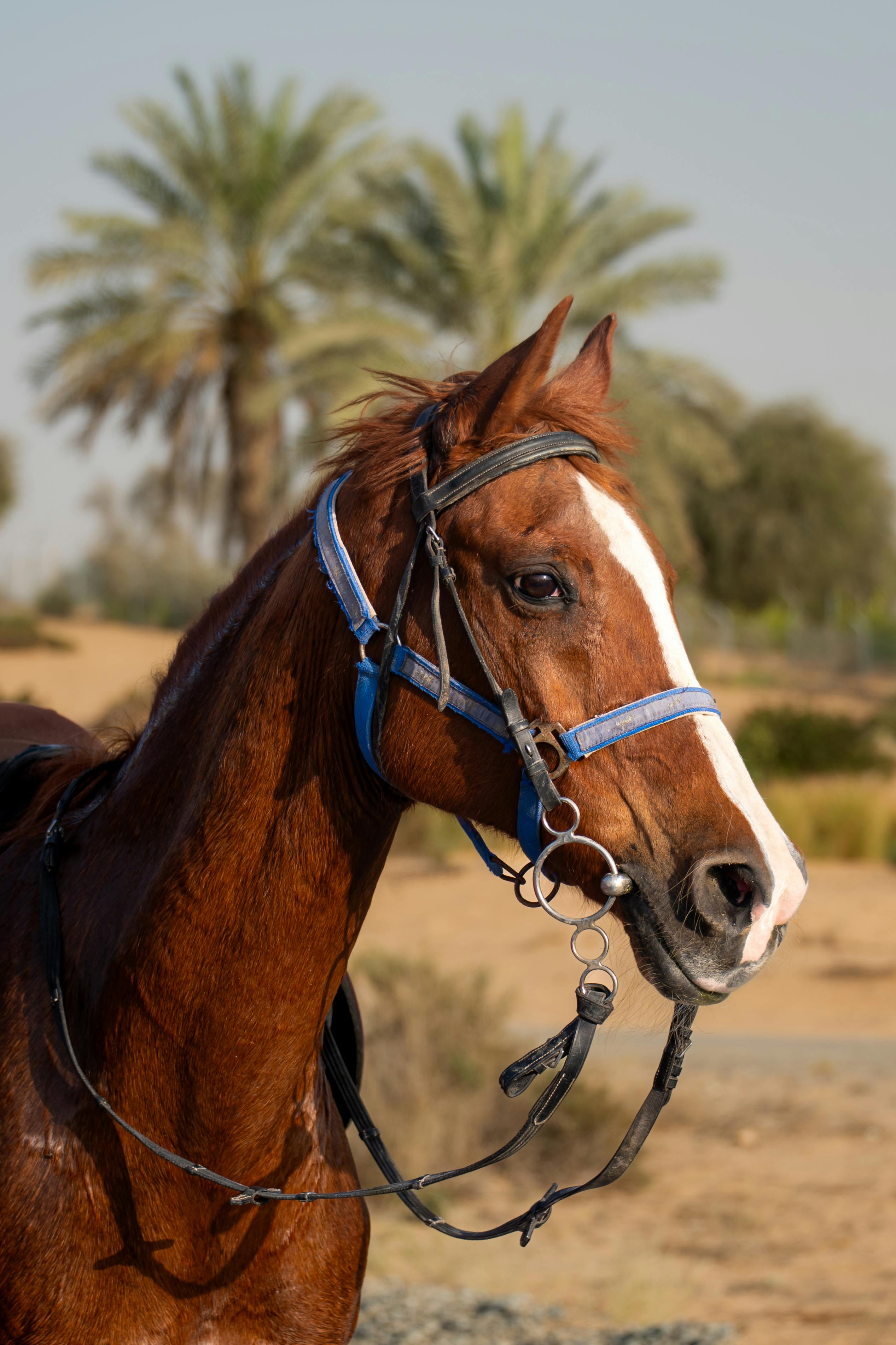 2534x3801 A Horse in a Desert · Free
