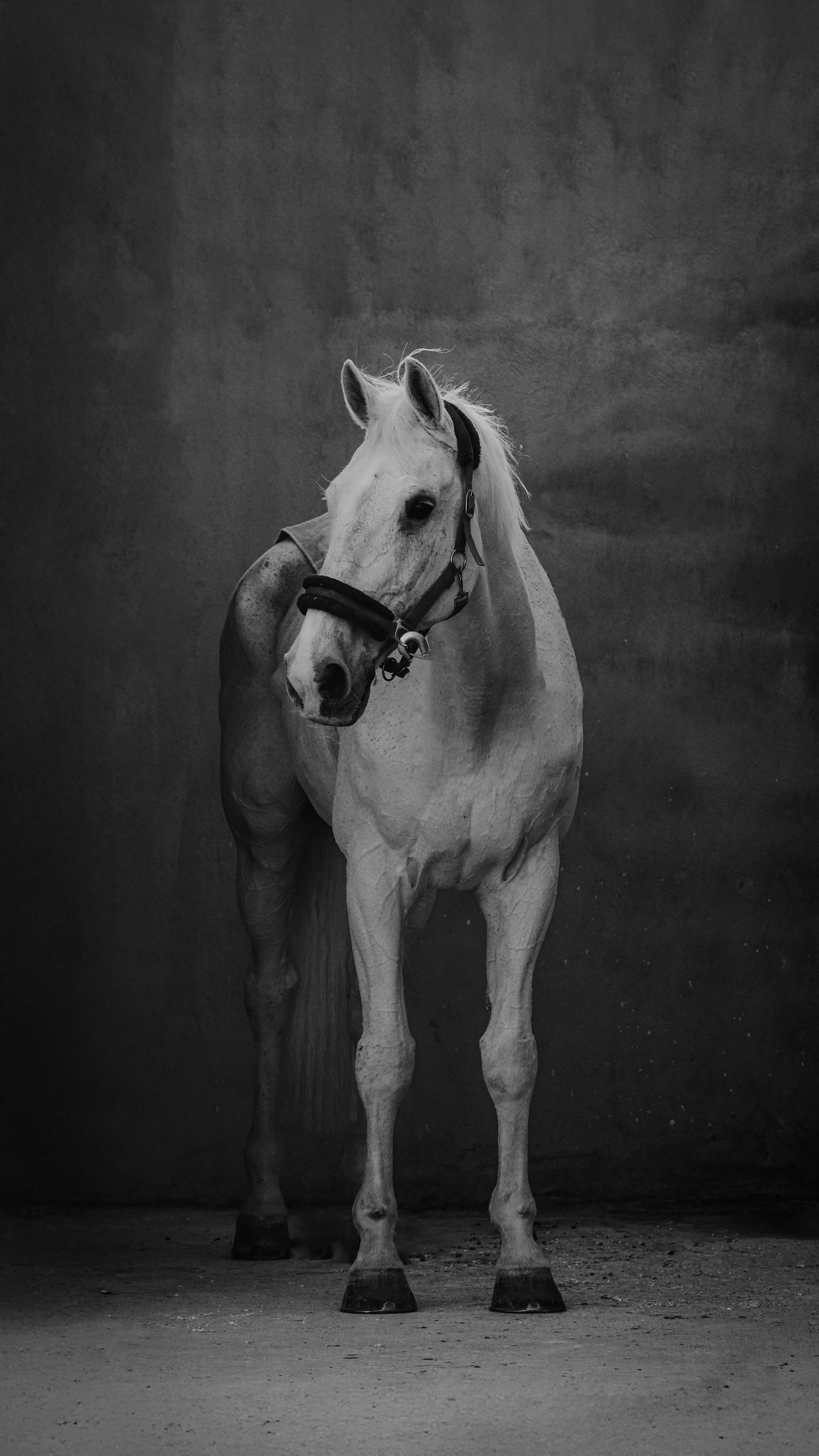 3704x6582 Elegant Arabian Horse in Monochrome Setting · Free