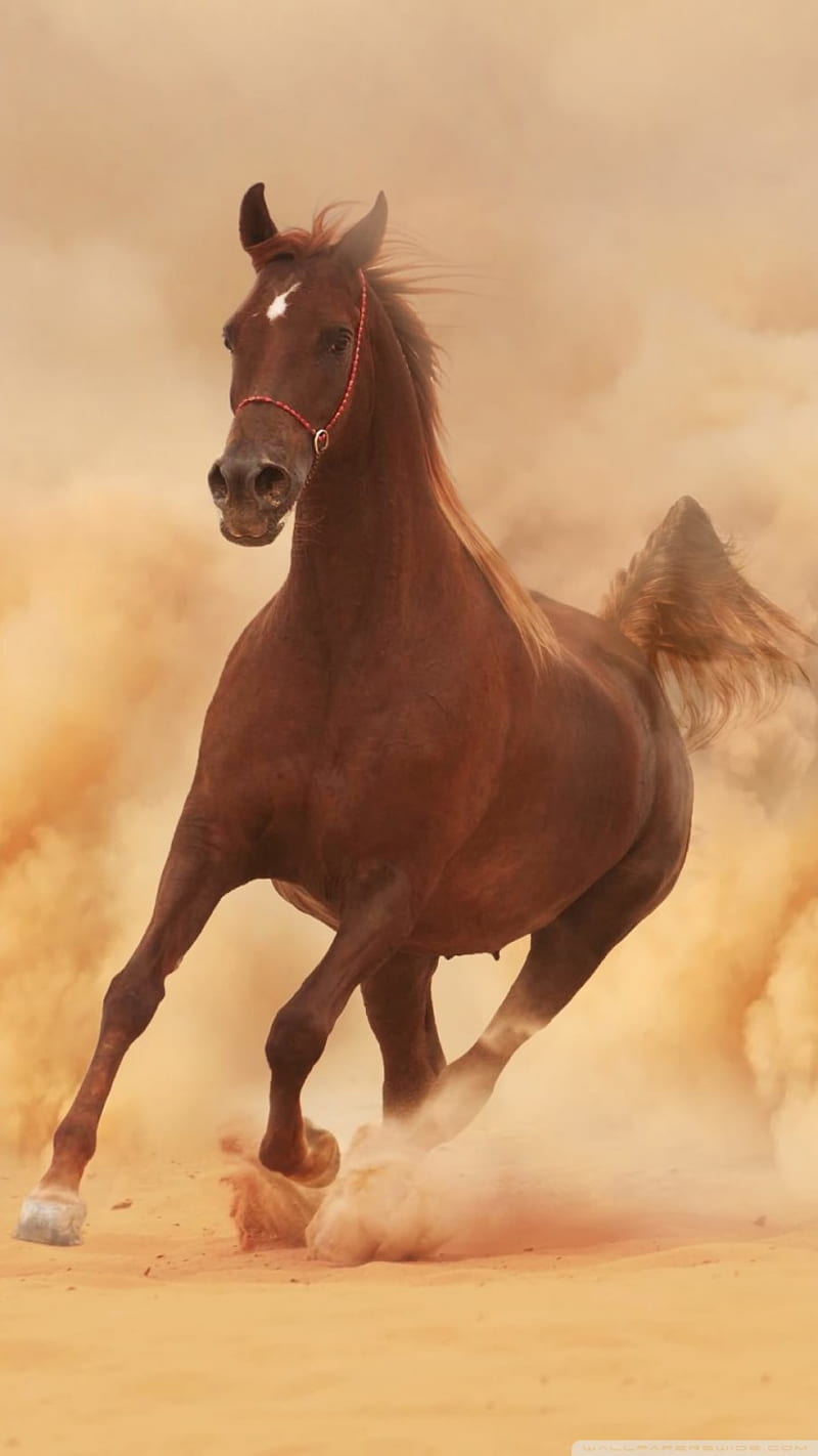 800x1422 Horse with no name, art, beach, horse, horses, paper, race, wall, HD phone wallpaper