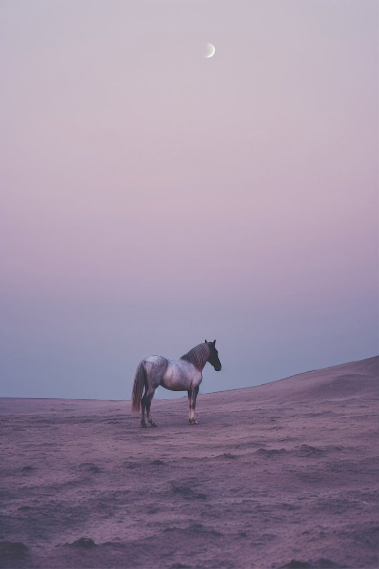 740x1110 Arabian Horse Landscape Photo Free High Quality Picture