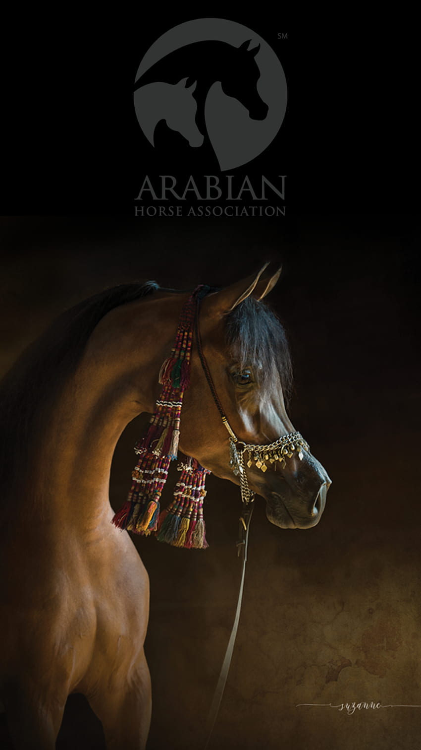 850x1512 Arabian Horse