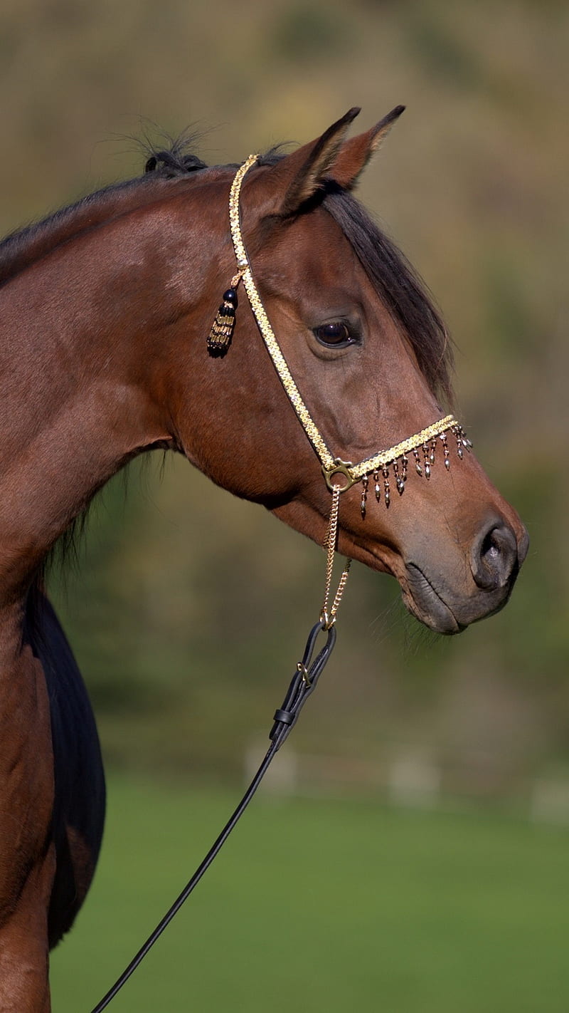 800x1422 HORSE, horses, farm, nice, HD phone wallpaper