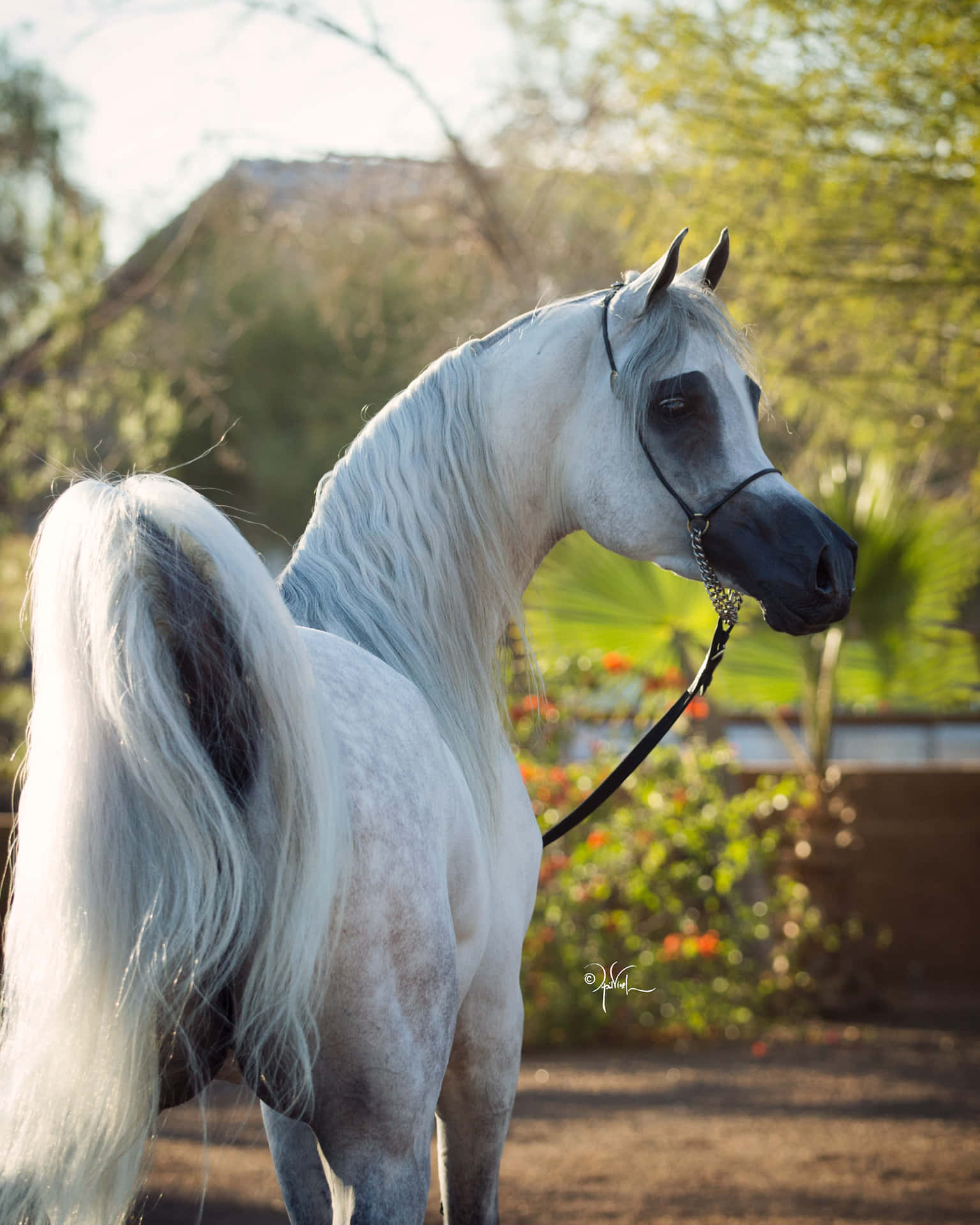 1536x1920 Download A White Horse Standing In A Field