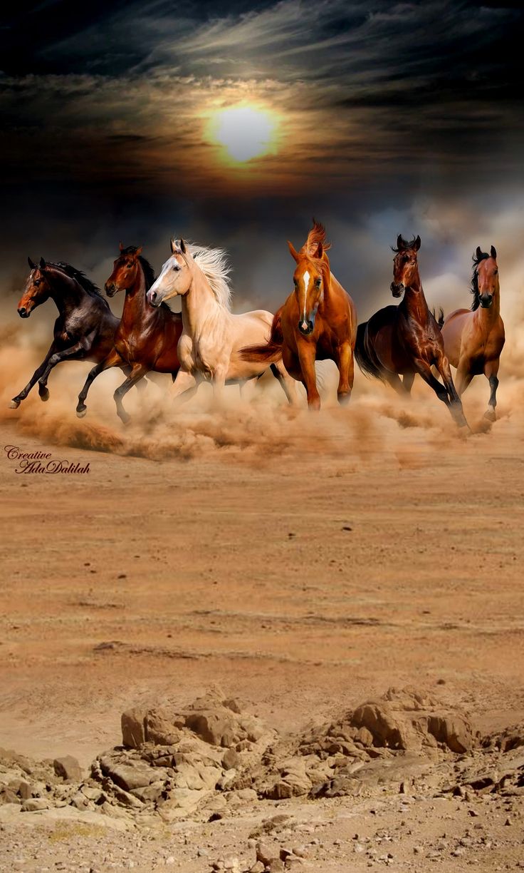 736x1224 iPhone HD 4k Arabic Horse Desert Wallpaper