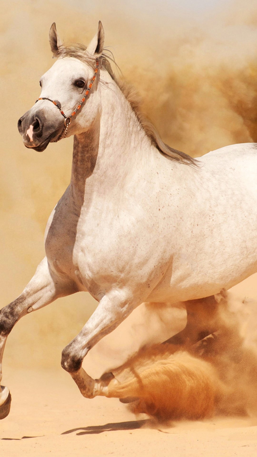 1080x1920 Arabian Horse Wallpaper for IPhone 6S /7 /8 [Retina HD]