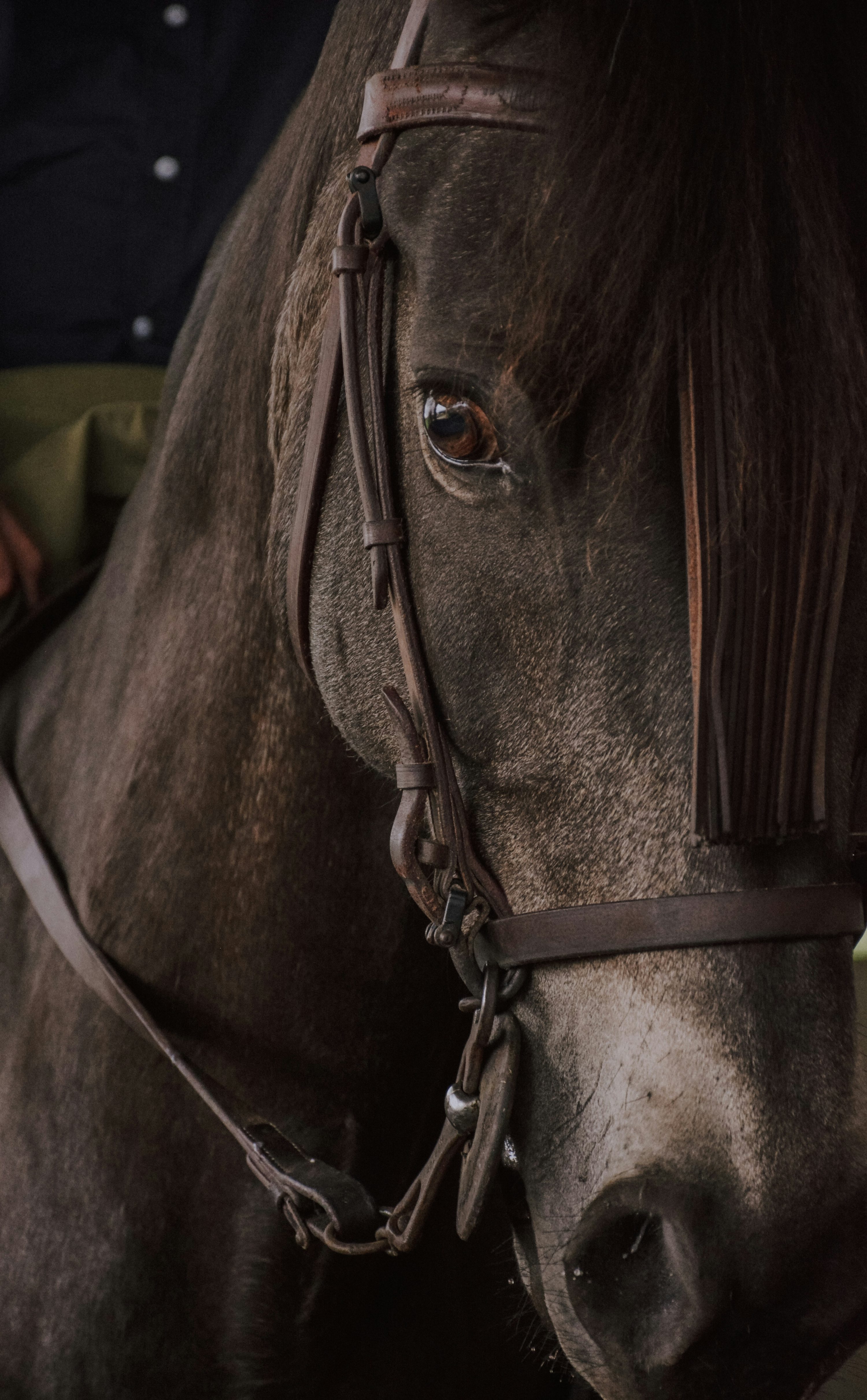 3000x4844 Arabian Horse Picture. Download Free Image