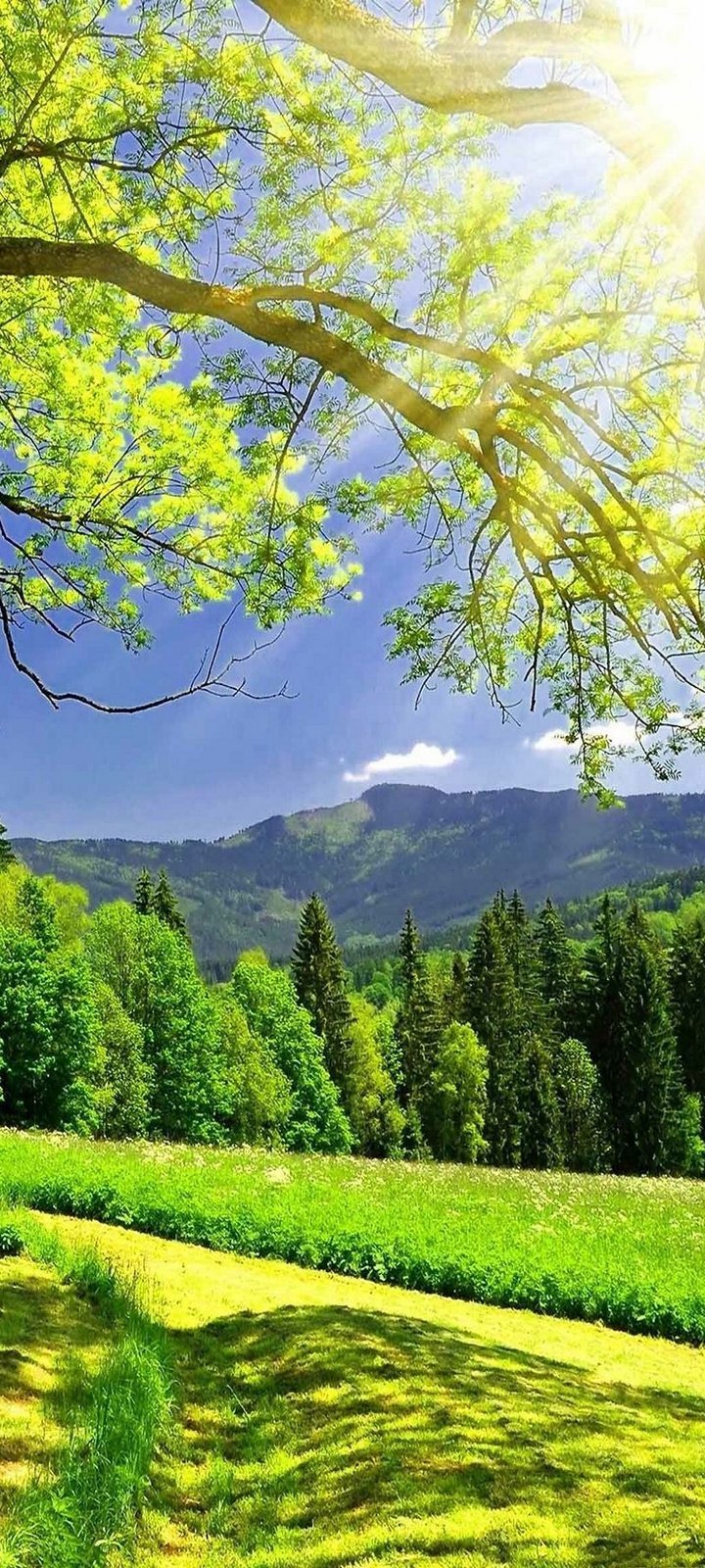 720x1600 Trees Wallpaper
