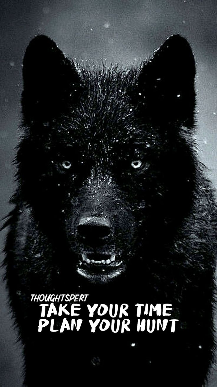 736x1308 Thoughts. Daily motivation • Instagram profile. Wolf wallpaper, iPhone wallpaper wolf, Wolf