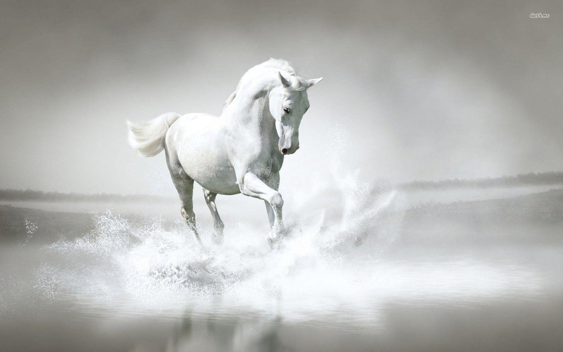 Black And White Horse Wallpapers - Top Free Black And White Horse  Backgrounds - Wallpaperaccess