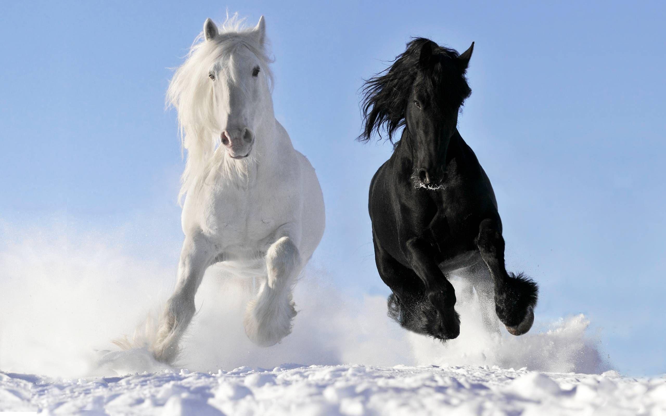 Black and White Horse Wallpapers Top Free Black and White Horse
