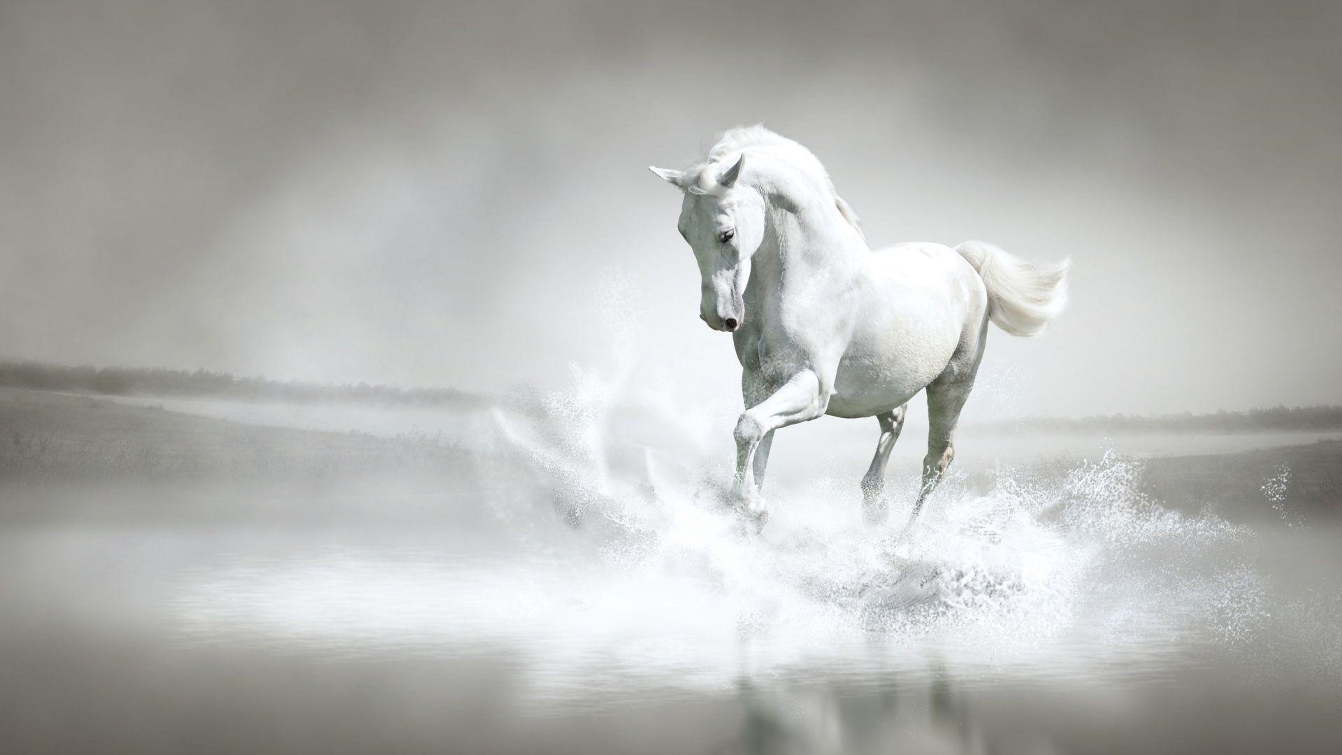 Black And White Horse Wallpapers - Top Free Black And White Horse ...