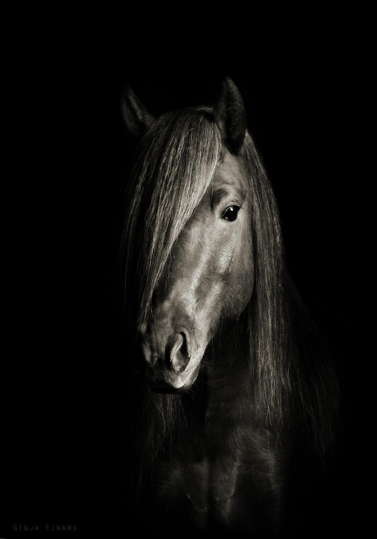 Black and White Horse Wallpapers Top Free Black and White Horse