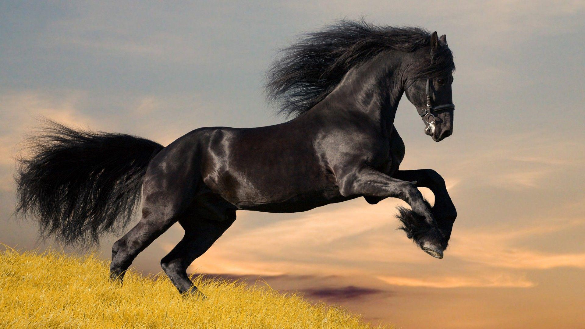 Black and White Horse Wallpapers - Top Free Black and White Horse ...