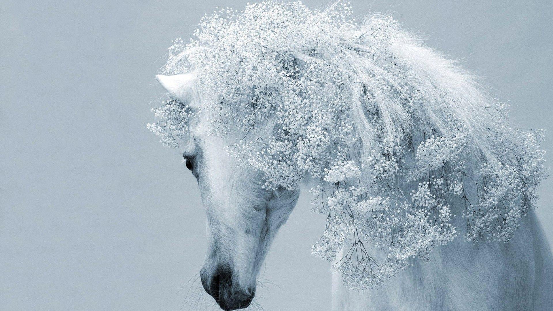 Black and White Horse Wallpapers Top Free Black and White Horse