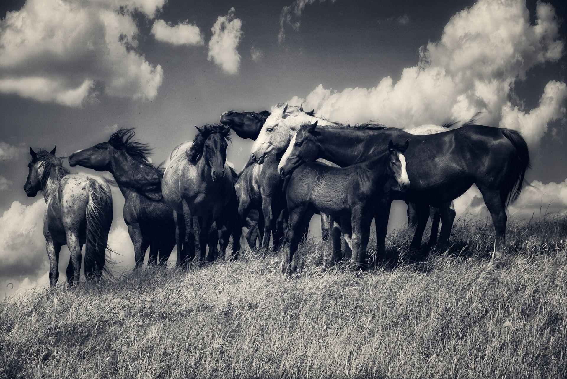 1920x1282 Free download Horse horses herd meadow clouds black and white