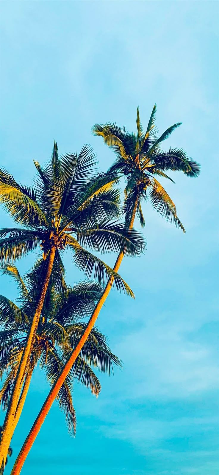 736x1593 coconut trees under blue sky during daytime iPhone 12 Wallpaper