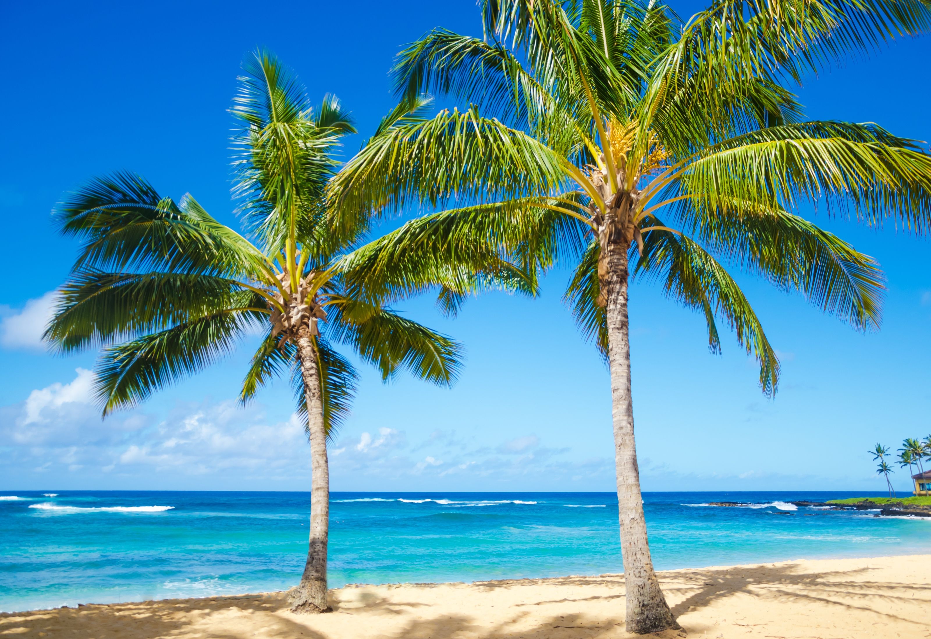 3200x2196 Coconut Palm Trees On Poipu Beach Wall Mural