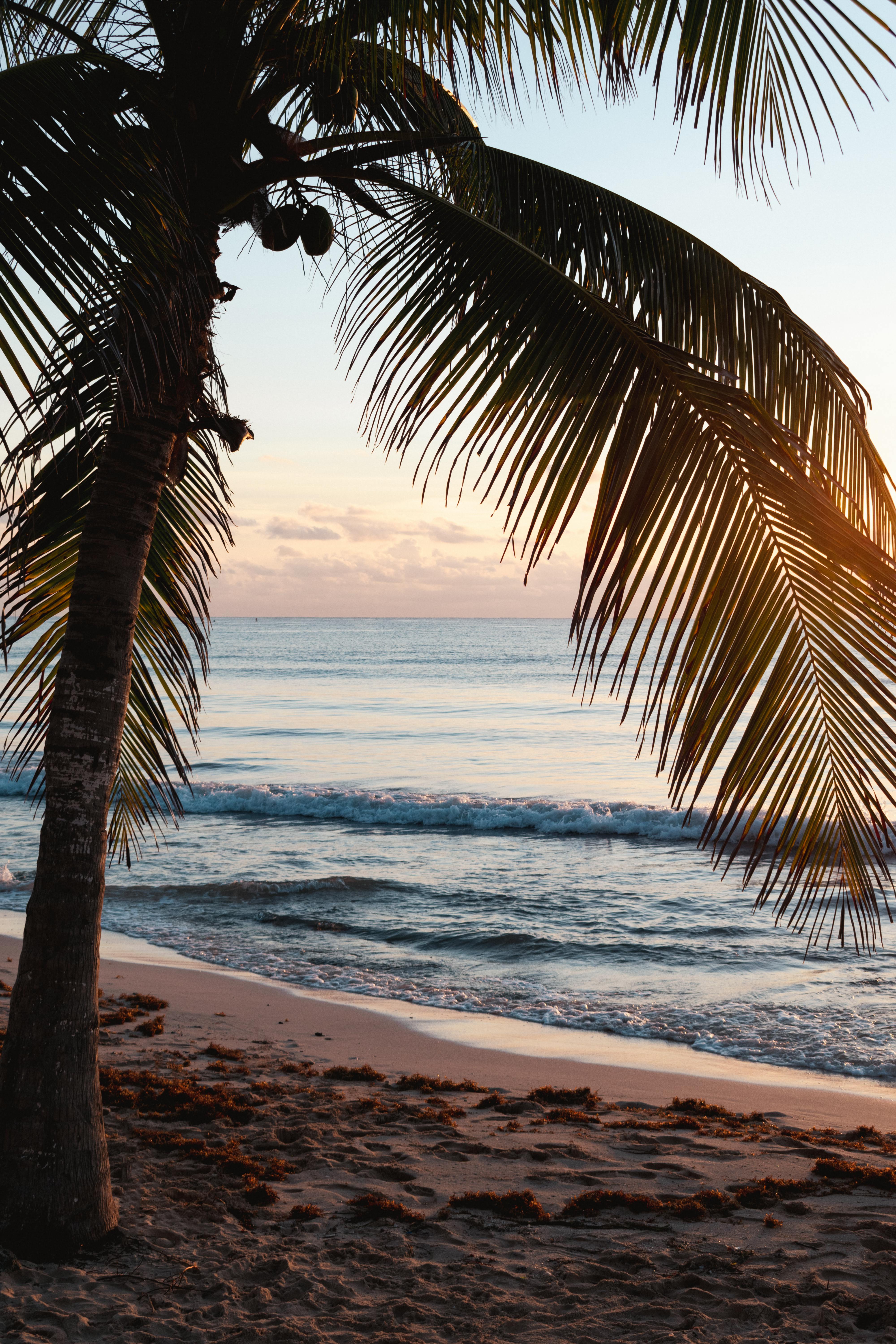 4000x6000 Tropical Coconut Tree on Beach Resort During Sunset · Free